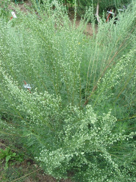 Artemisia abrotanum